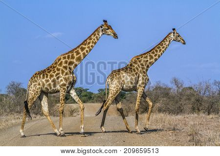 Giraffe in Kruger national park, South Africa ; Specie Giraffa camelopardalis family of Giraffidae