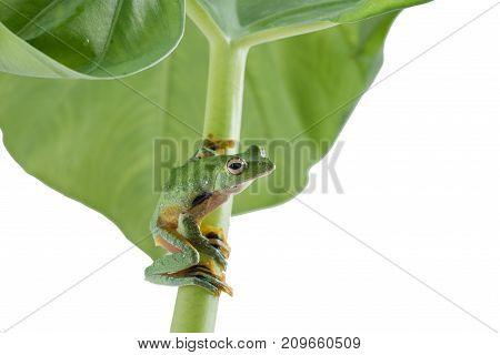 Black-webbed flying tree frog Rhacophorus kio on white background