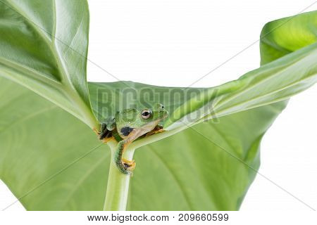 Black-webbed flying tree frog Rhacophorus kio on white background