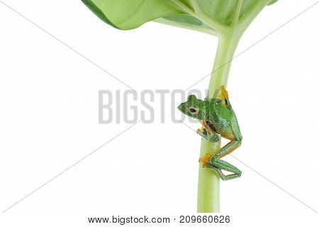 Black-webbed flying tree frog Rhacophorus kio on white background