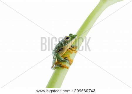 Black-webbed flying tree frog Rhacophorus kio on white background