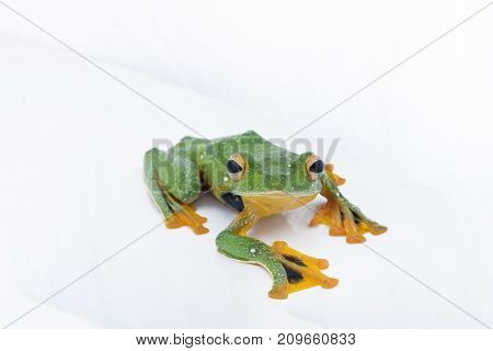 Black-webbed flying tree frog Rhacophorus kio on white background