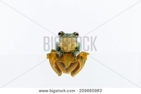 Black-webbed flying tree frog Rhacophorus kio on white background