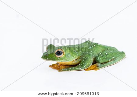 Black-webbed flying tree frog Rhacophorus kio on white background