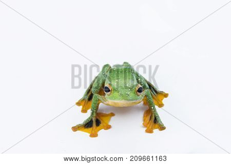 Black-webbed flying tree frog Rhacophorus kio on white background
