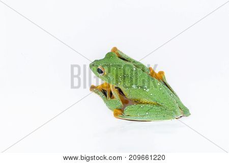 Black-webbed flying tree frog Rhacophorus kio on white background