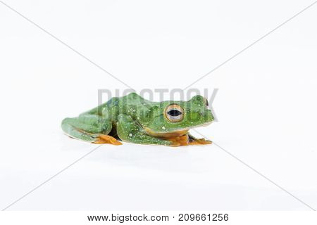 Black-webbed flying tree frog Rhacophorus kio on white background