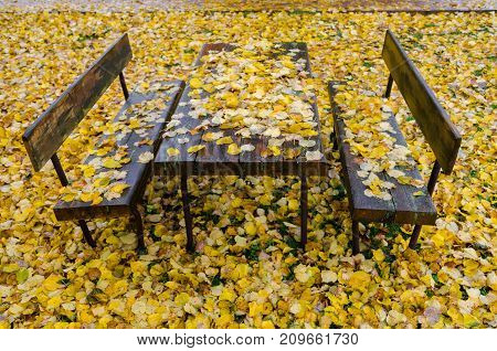 Two benches and a table in the park. The entire space is covered with yellow autumn leaves.