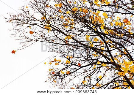 nature fractal example is a tree with branches