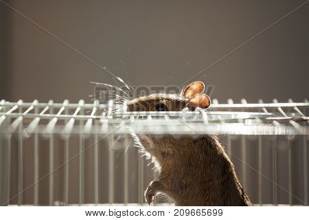 rodent degu sits in its cage and sad