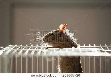 rodent degu sits in its cage and sad