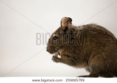 rodent degu sits in its cage and sad