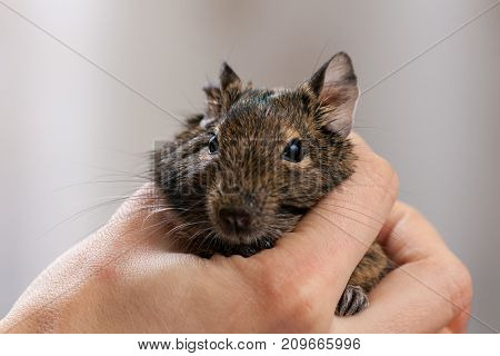 rodent degu in human hand, he is looking at camera