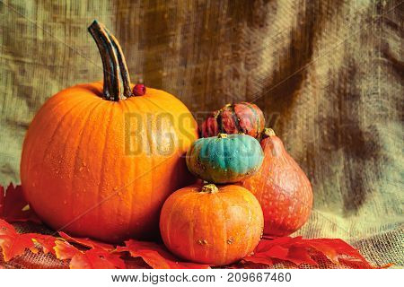 Variuos pumpkins on rustic background - Thanksgiving, Halloween And Fall Background