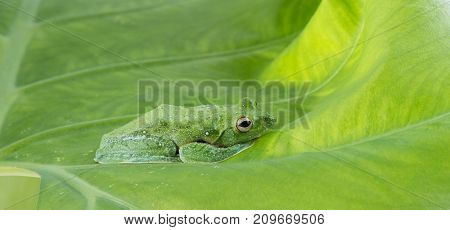 Black-webbed flying tree frog Rhacophorus kio on white background