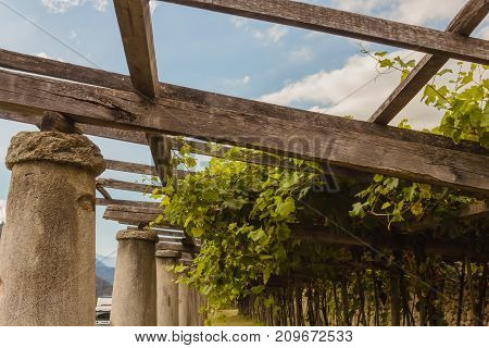 pylons stone and lime columns and chestnut poles support the pergola of rows of grapes  /the typical agricultural architecture of the vineyards of Carema, in Piedmont, Italy