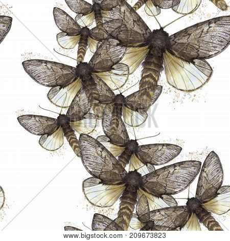 Watercolor drawing seamless background of shaggy butterfly moths, night butterfly, brown color, wings light with spots on white background for decor, prints