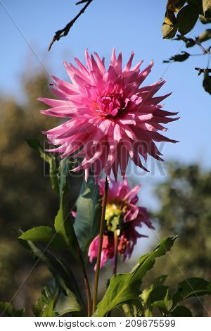 Flowers of Pink dahlia in the summer garden