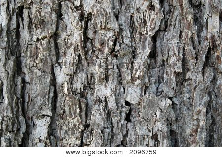 Tree bark