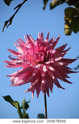 Flowers of Pink dahlia in the summer garden