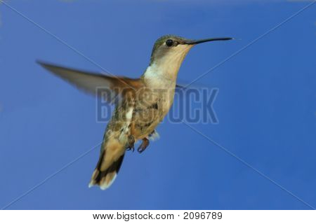 Ruby - Throated Hummingbird