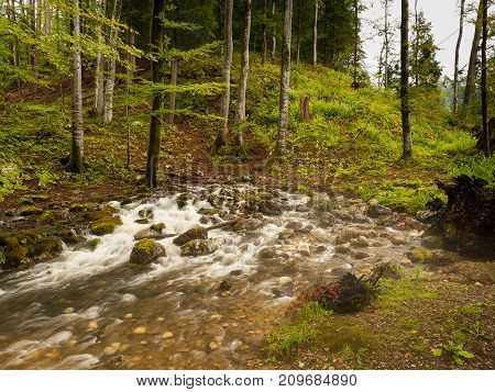Origin Of A Small River In The Woods, Karstic Spring