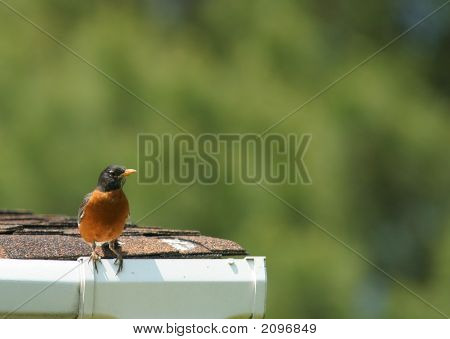 Robin