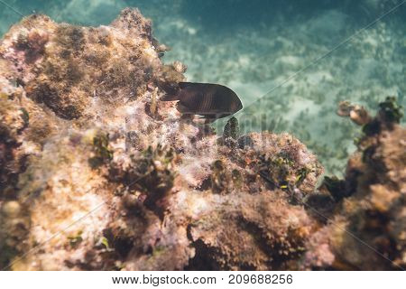 Longfin Damselfish In A Reef