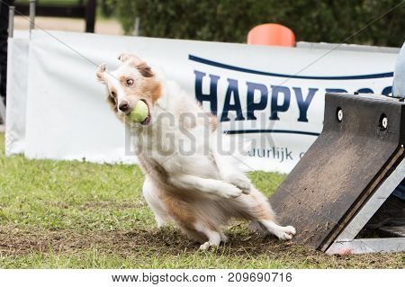 border collie dog sheepdog animal nature pet
