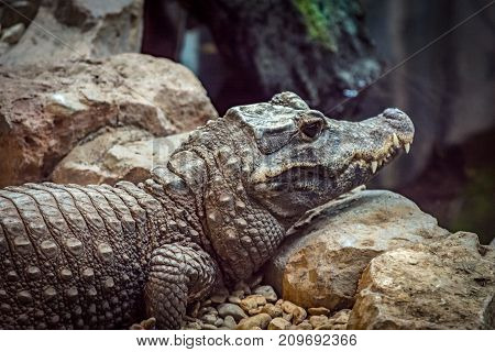 Dwarf Crocodile. One of the world's smallest Crocodile. Resting on the rocks by the water.