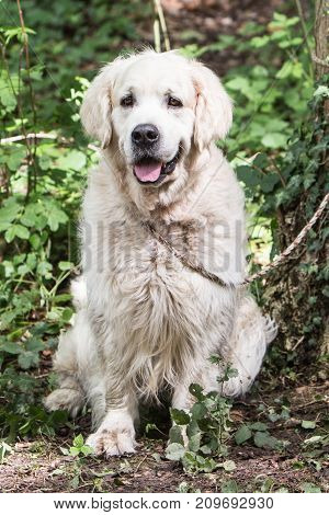 retriever golden dog animal portrait pet canine