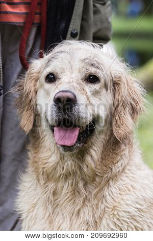 retriever golden dog animal portrait pet canine