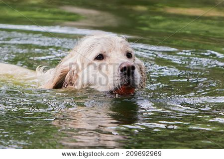 retriever golden dog animal portrait pet canine
