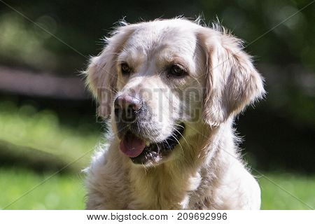 retriever golden dog animal portrait pet canine