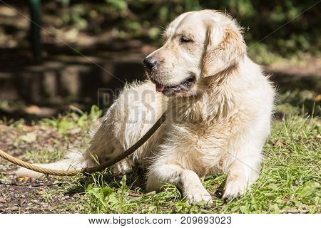 retriever golden dog animal portrait pet canine