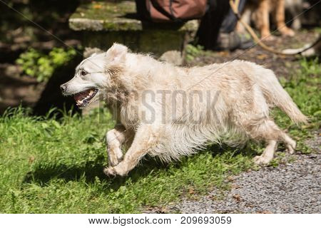 retriever golden dog animal portrait pet animal