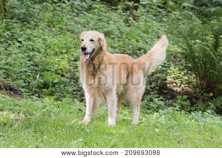 retriever golden dog animal portrait pet animal