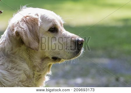 retriever golden dog animal portrait pet animal