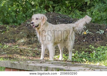retriever golden dog animal portrait pet animal