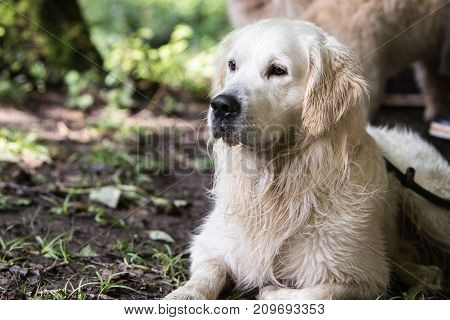 retriever golden dog animal portrait pet animal