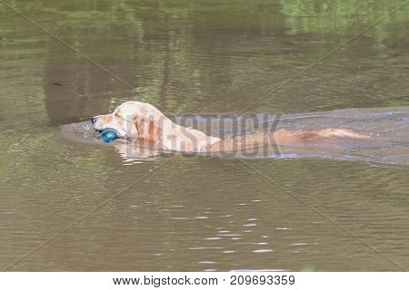 retriever golden dog animal portrait pet animal
