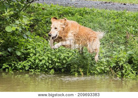 retriever golden dog animal portrait pet animal