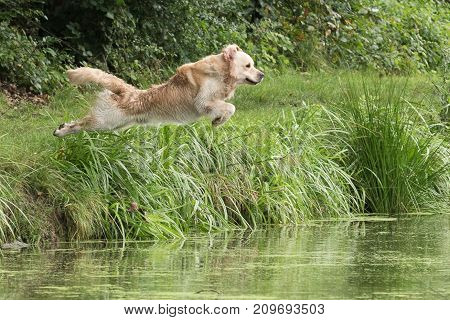 retriever golden dog animal portrait pet animal