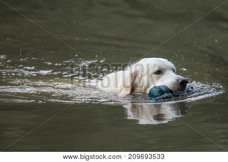 retriever golden dog animal portrait pet animal