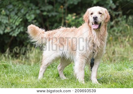 retriever golden dog animal portrait pet animal