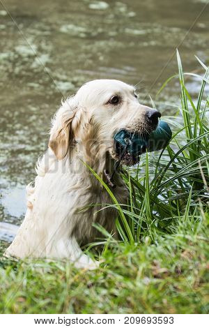 retriever golden dog animal portrait pet animal