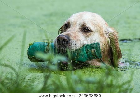 retriever golden dog animal portrait pet animal