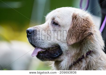 retriever golden dog animal portrait pet animal