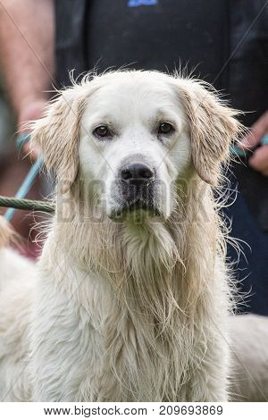 retriever golden dog animal portrait pet animal