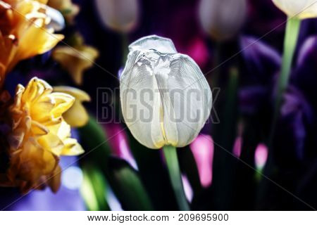 Beeauty white tulip on dark background in sunny rays